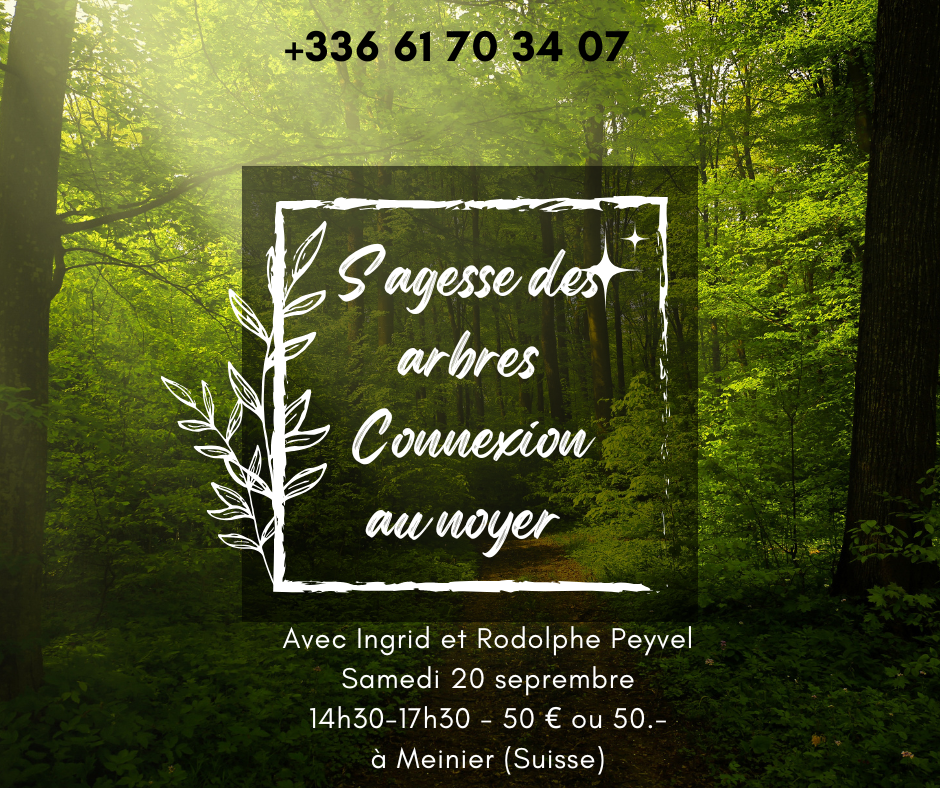 Sagesse des arbres Connexion au noyer
